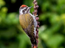 Image result for Antopetitia abyssinica