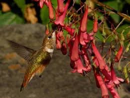 Hummingbird Flowers And Red Flowers Green Nature