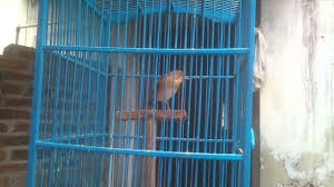 Cara download lagu suara cici padi merah betina di owlagu: Branjangan Pari Cici Padi Youtube