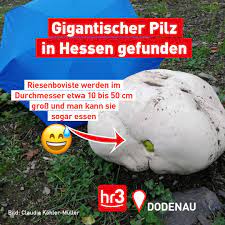 Sonderausschuss für umwelt und nachhaltigkeit. Hr3 Claudia Kohler Muller Fand Den Pilz Einen Riesenbovist Am Stadtrand In Dodenau Waldeck Frankenberg Wie Der Apfel In Den Pilz Gekommen Ist Wissen Wir Nicht Wart Ihr Auch Schon Pilze Sammeln