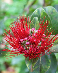 Image result for Alafia orientalis