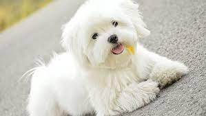 The maltese has a noble appearance which, along with its gentle and friendly nature, makes it a popular companion dog. Maltese Puppies Cute Pictures And Facts Dogtime