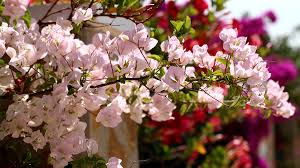 Bunga kertas memang sesuai dengan iklim khatulistiwa,jadi bunga kertas nie. Mengenal Bunga Bougenville Mulai Dari Jenis Hingga Manfaatnya