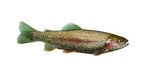 Parasalmo mykiss, salmo gairdneri, s. Forelle Regenbogenforelle Aquakulturinfo