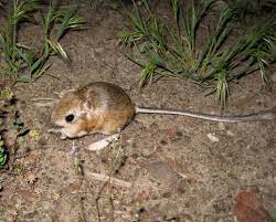 Kangaroo Mouse Wikipedia