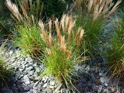 Ziergräser eignen sich besonders um eine auffällige und gleichzeitig pflegeleichte pflanzgestaltung zu schaffen. Graser Kaufen Grosse Ziergraser Auswahl Bei Lubera