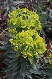 Image result for Euphorbia serratifolia