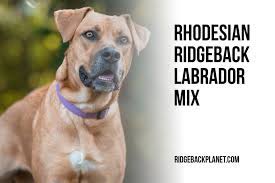 We did not find results for: Rhodesian Ridgeback Lab Mix Comparison The Pets And Love