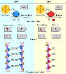 biology remediation stations part 2 lessons tes teach