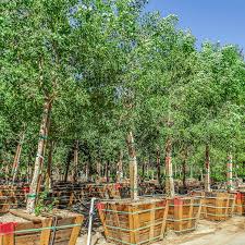 Image result for Dalbergia sissoo