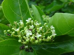 Image result for Premna serratifolia