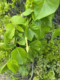 Image result for Ipomoea alba