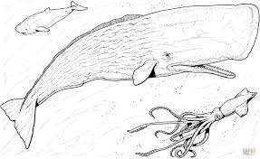 Weitere ideen zu riesenkalmar, kalmar, tiere aus polymerton. Fin Whale Coloring Pages Download Malvorlagen Walzeichnung Jonas Und Der Wal