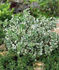 Image result for Euonymus