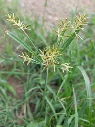 Image result for Cyperus sp.no.10