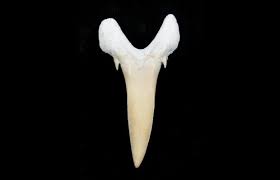 Tiger shark have rows of serrated teeth which makes them perfect predator in the sea. Carcharias Extinct Sand Tiger Shark Tooth Eocene For Sale 3419 Fossilera Com