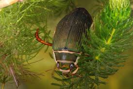 Image result for Dyschoriste multicaulis