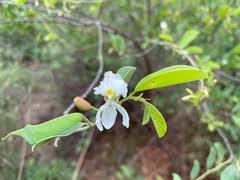 Image result for Baphia massaiensis