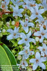 Image result for Volkameria glabra