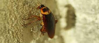 As a professional pest control company, we have a full range of highly effective insecticides and insect. Choosing The Best Pest Control Company Impact News Forum