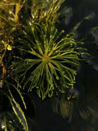 Image result for Ceratophyllum submersum