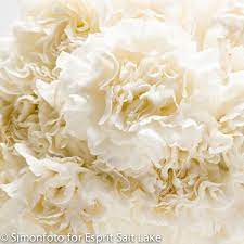 Gioele Cream White Carnation Champagne Flowers White Flowers White Carnation