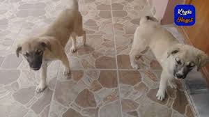 yavru kopekler ile zaman gecirdim yavru kopek videosu yavru kopek kopek panda