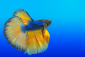 Kumpulan artikel dan informasi ikan hias air tawar, cara merawat ikan hias,cara budidaya ikan hias,cara mengobati,tips dan triks memelihara,aquascape. 7 Ikan Hias Cantik Tapi Murah Ini Ternyata Dulunya Sangat Mahal