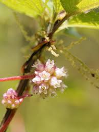 Image result for Cuscuta hyalina