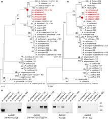 Image result for Aeschynomene schimperi