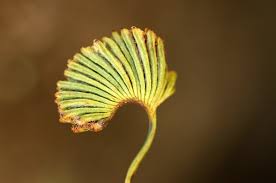 Image result for Schizaea pectinata