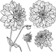 Pin On Drawing Dahlias
