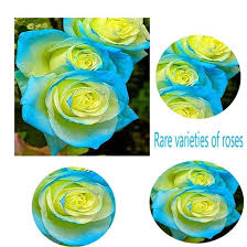 Maybe you would like to learn more about one of these? Qoo10 2018 New Hot Sale 30pcs Rare Blue Yellow Rose Flower Seeds Yard Bonsai Computer Game