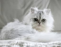 chinchilla essendon vet clinic kedi chinchillas guzel kediler