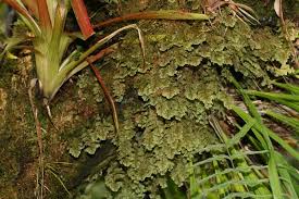 Image result for Hymenophyllaceae