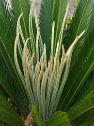 Maybe you would like to learn more about one of these? Cycads Wisconsin Horticulture