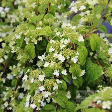 Maybe you would like to learn more about one of these? Viburnum Mariesii Japanese Snowball Bush Mail Order Trees