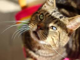 Have you ever noticed black or brown spots in the iris (colored portion) of an aging cat's eye or eyes? Eight Ways To Help A Blind Cat