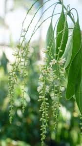 Image result for Citharexylum