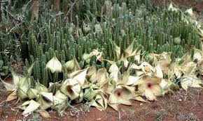 Image result for Stapelia gigantea