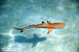 A Full Guide To Shark Reproduction And Baby Sharks