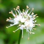 Image result for Sanicula elata