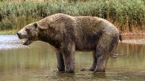 Ancient Otter Bear May Have Popped Clams Off Rocks Like A Bottle Opener Ancient Animals Prehistoric Animals Prehistoric Creatures