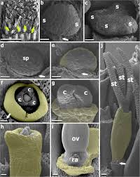 Image result for Hypolytrum goetghebeur