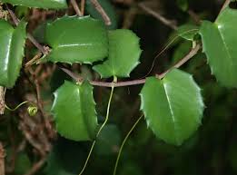Image result for Cissus rotundifolia