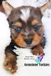 Tiny Teacup Yorkie (Yorkshire Terrier) for Sale - 50% OFF ...