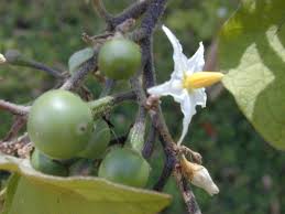 Image result for Solanum torvum