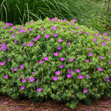 Image result for Geranium