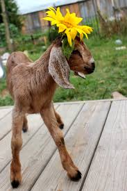 Check spelling or type a new query. 5 Fun Easy Snacks You Can Grow For Your Goats Hobby Farms