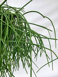 Image result for Rhipsalis baccifera